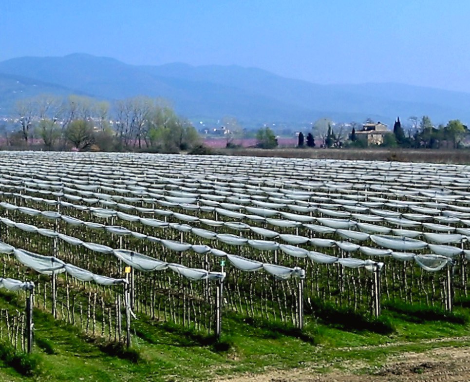 Stabilimento La Coccinella