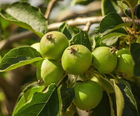 Stabilimento La Coccinella