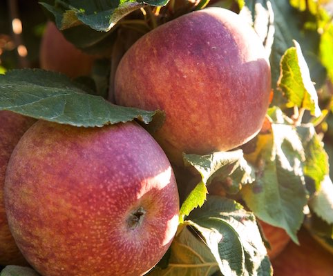 Stabilimento La Coccinella