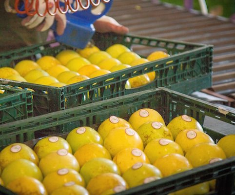 Stabilimento La Coccinella