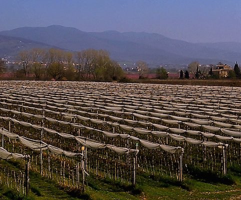 Stabilimento La Coccinella